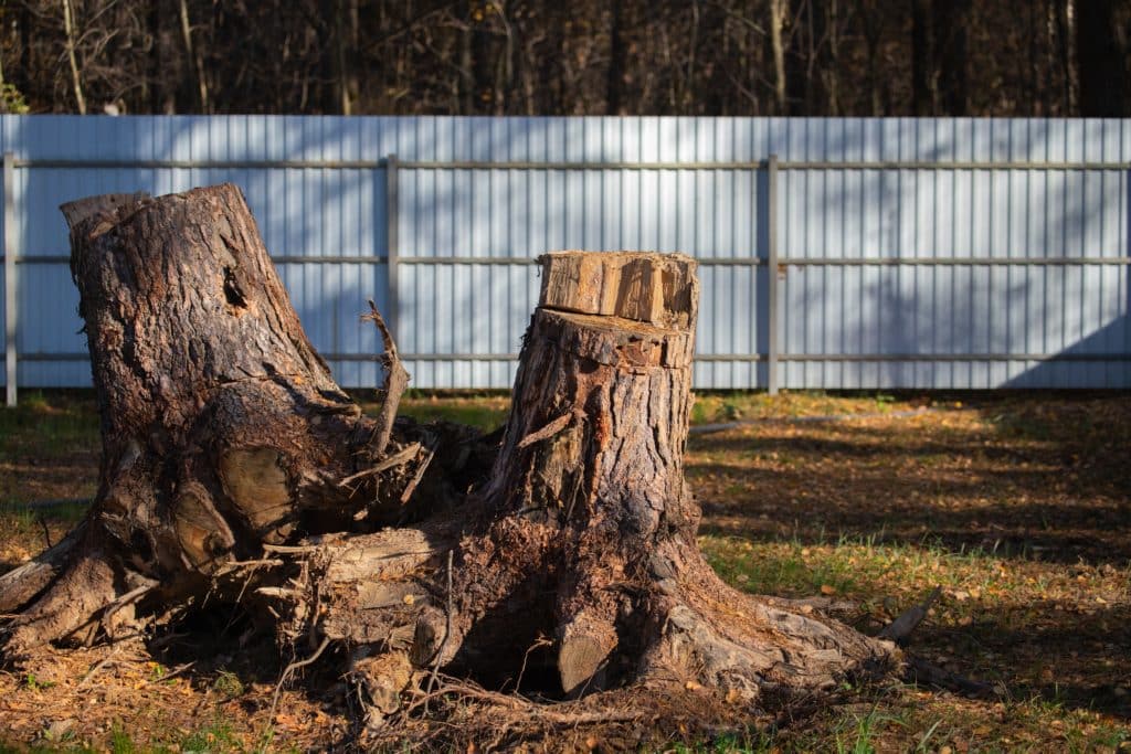 Photo of Tree and Stump Removal